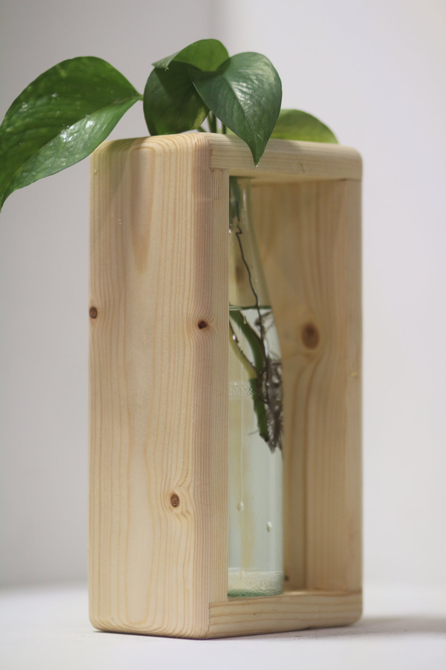 Rounded Rabbit Propagation Station