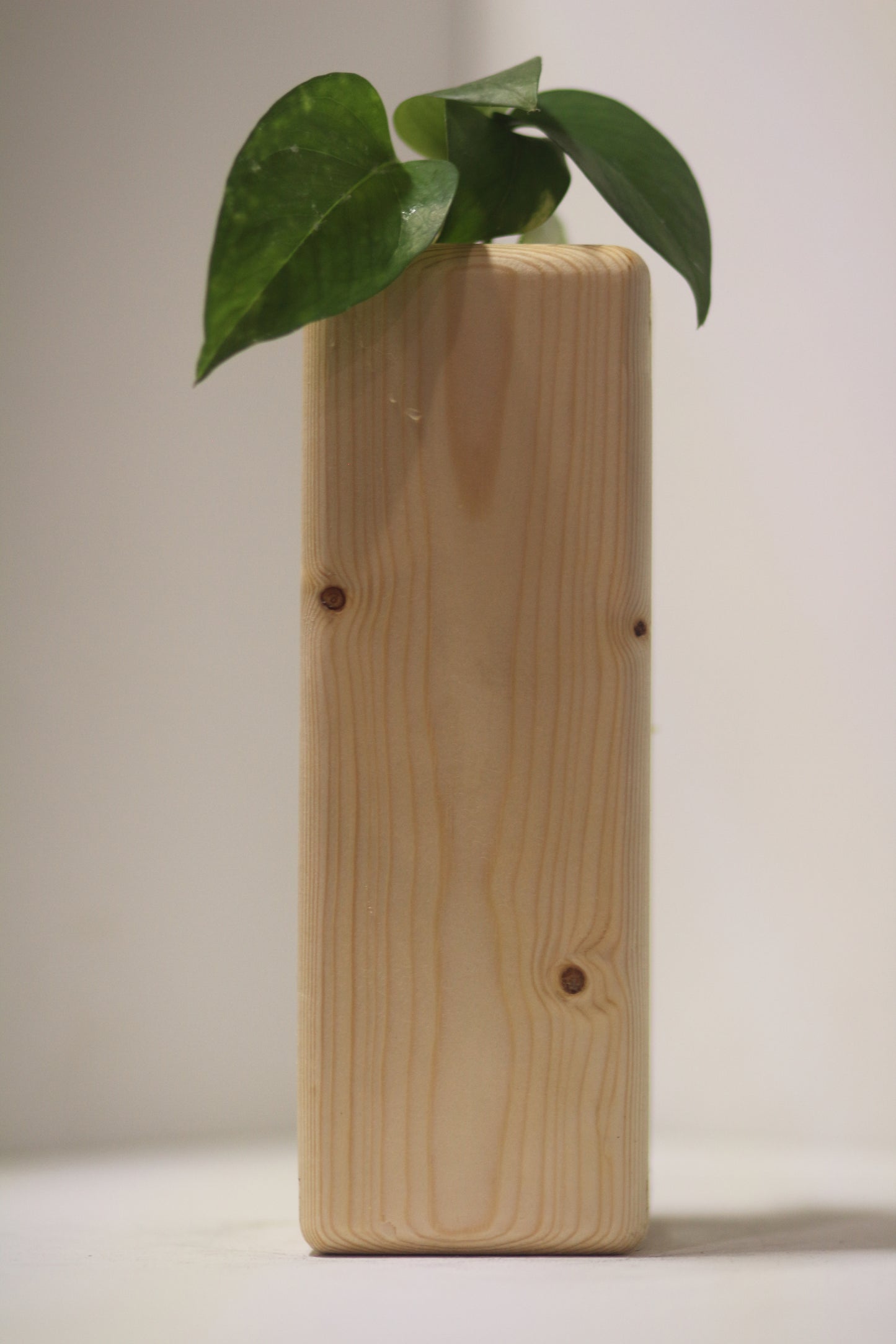 Rounded Rabbit Propagation Station
