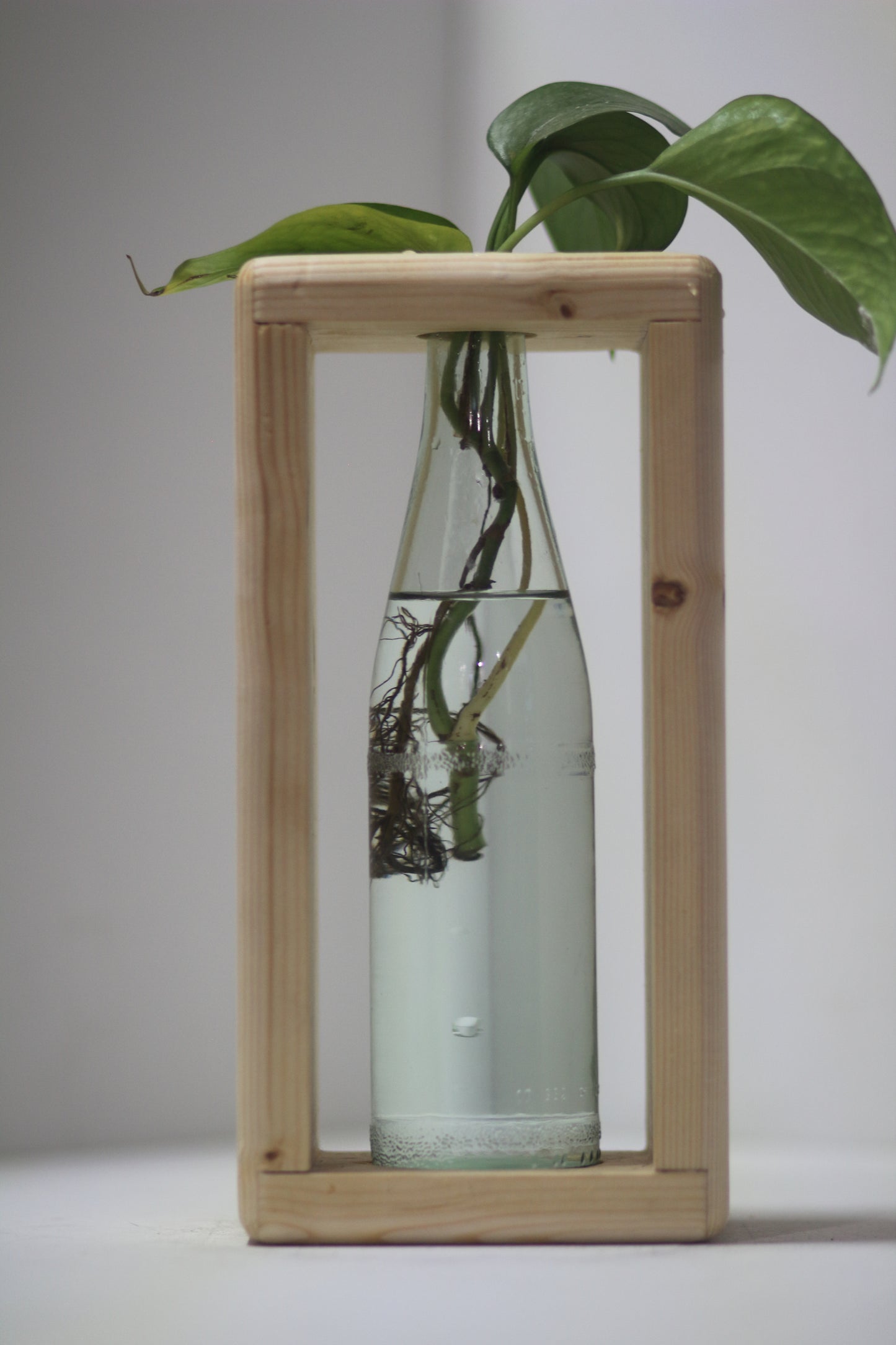Rounded Rabbit Propagation Station