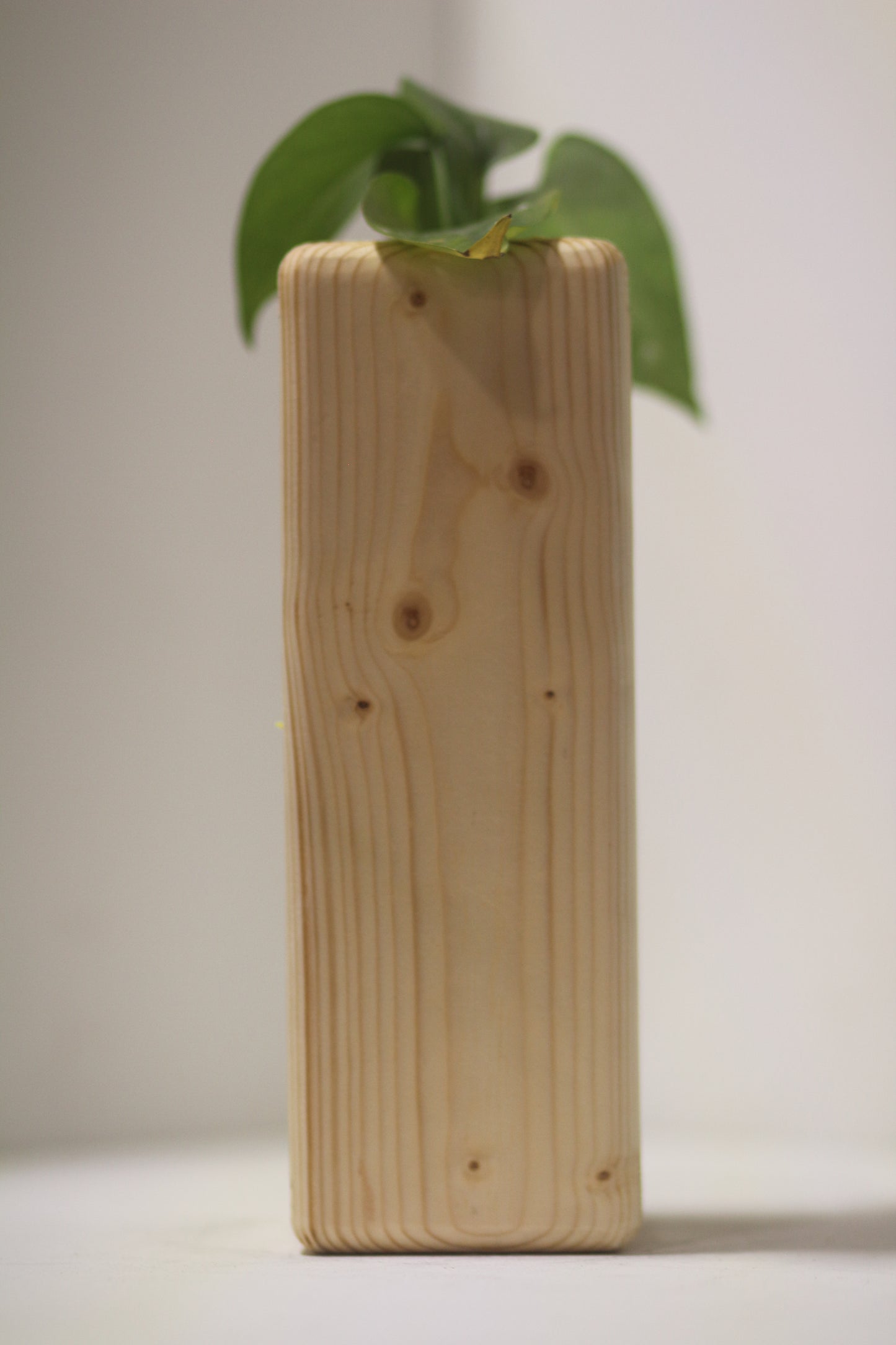 Rounded Rabbit Propagation Station