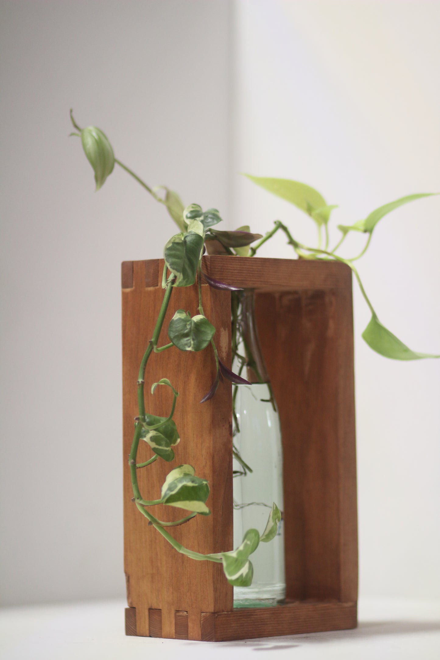 Dark Boxxy Propagation Station