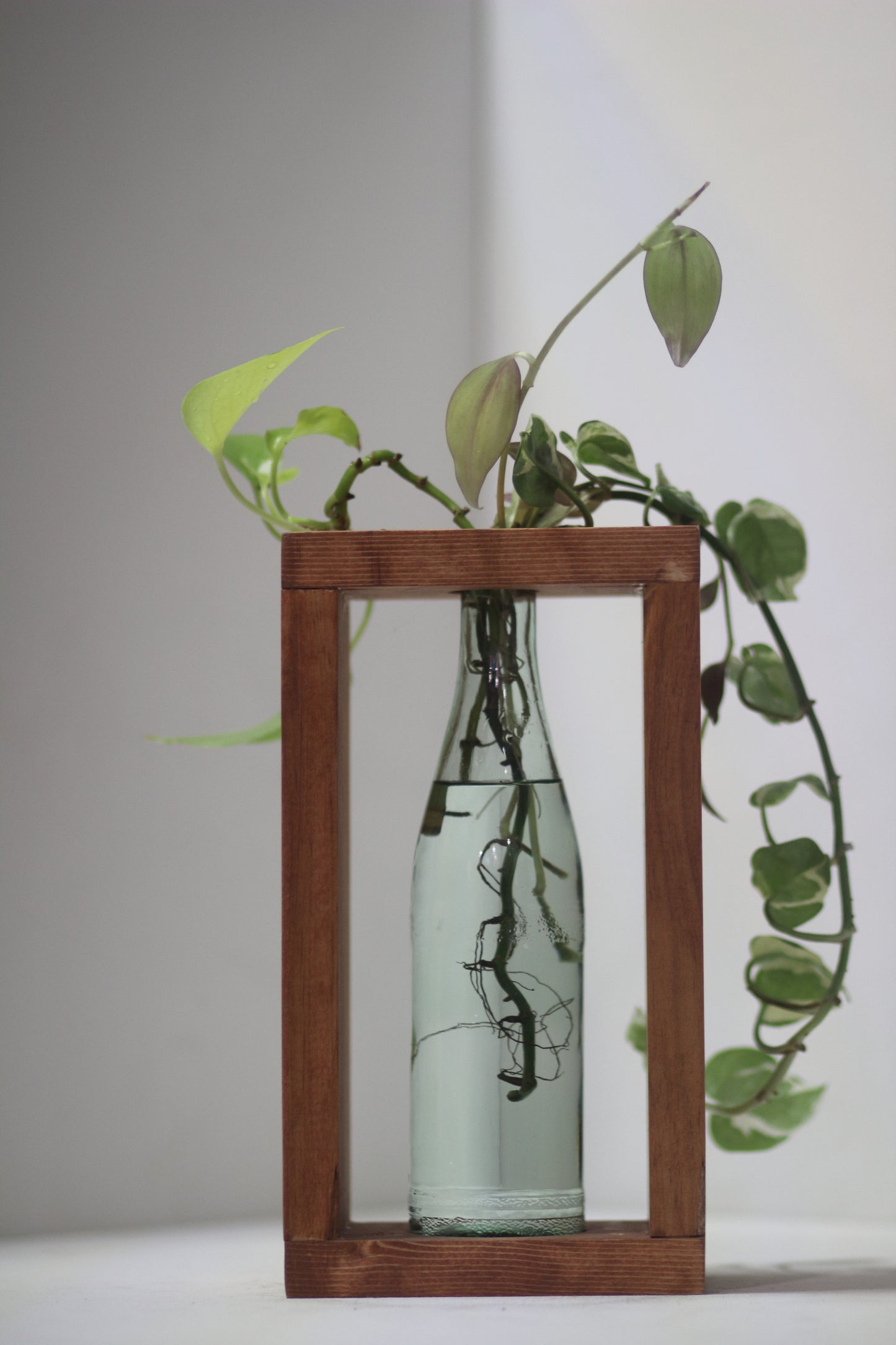 Dark Boxxy Propagation Station