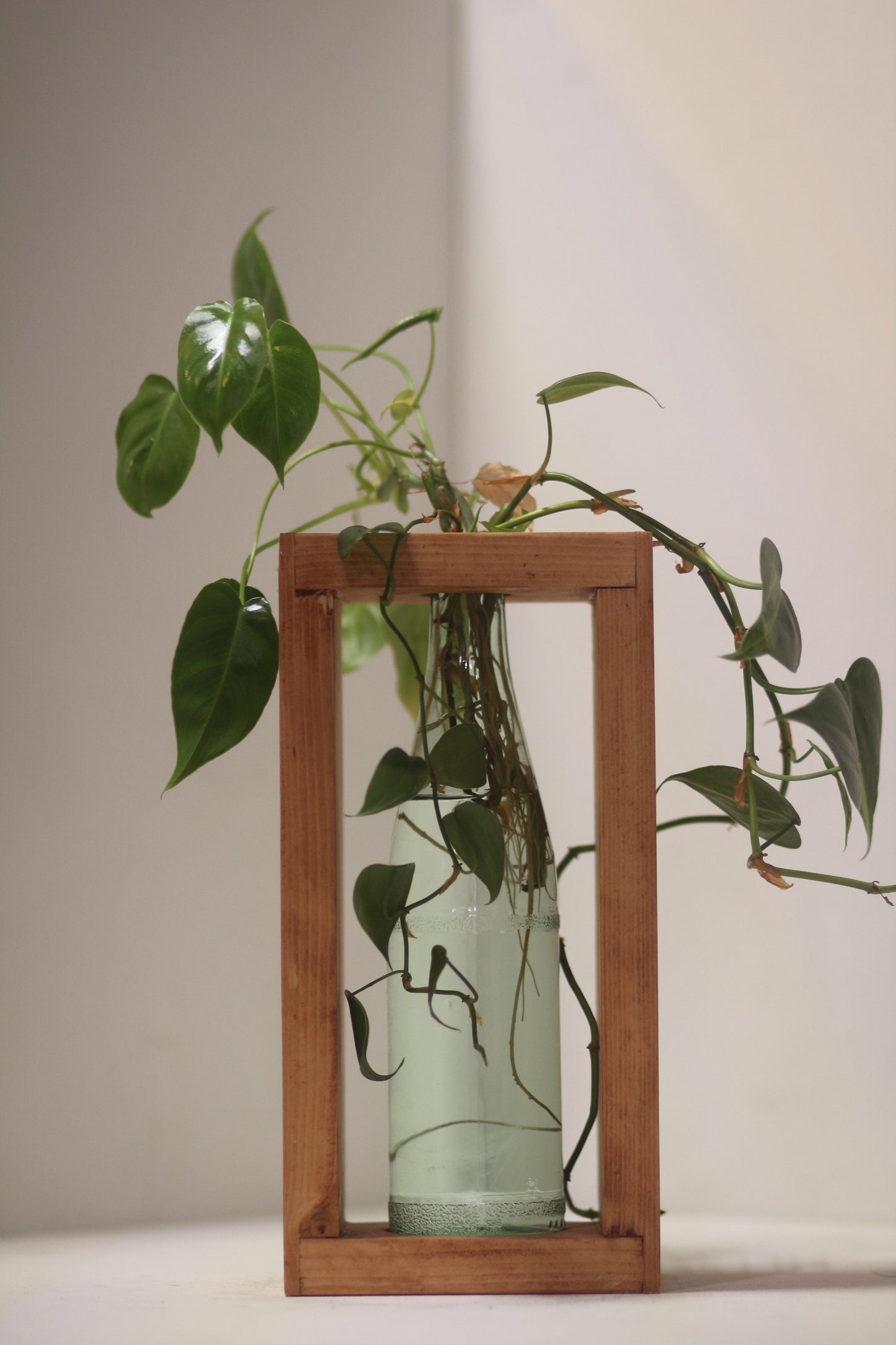 Rabbit Dowel Propagation Station
