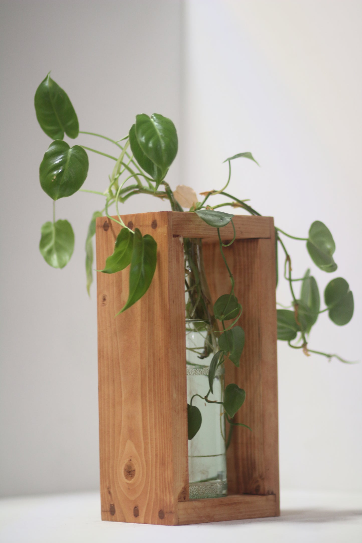 Rabbit Dowel Propagation Station