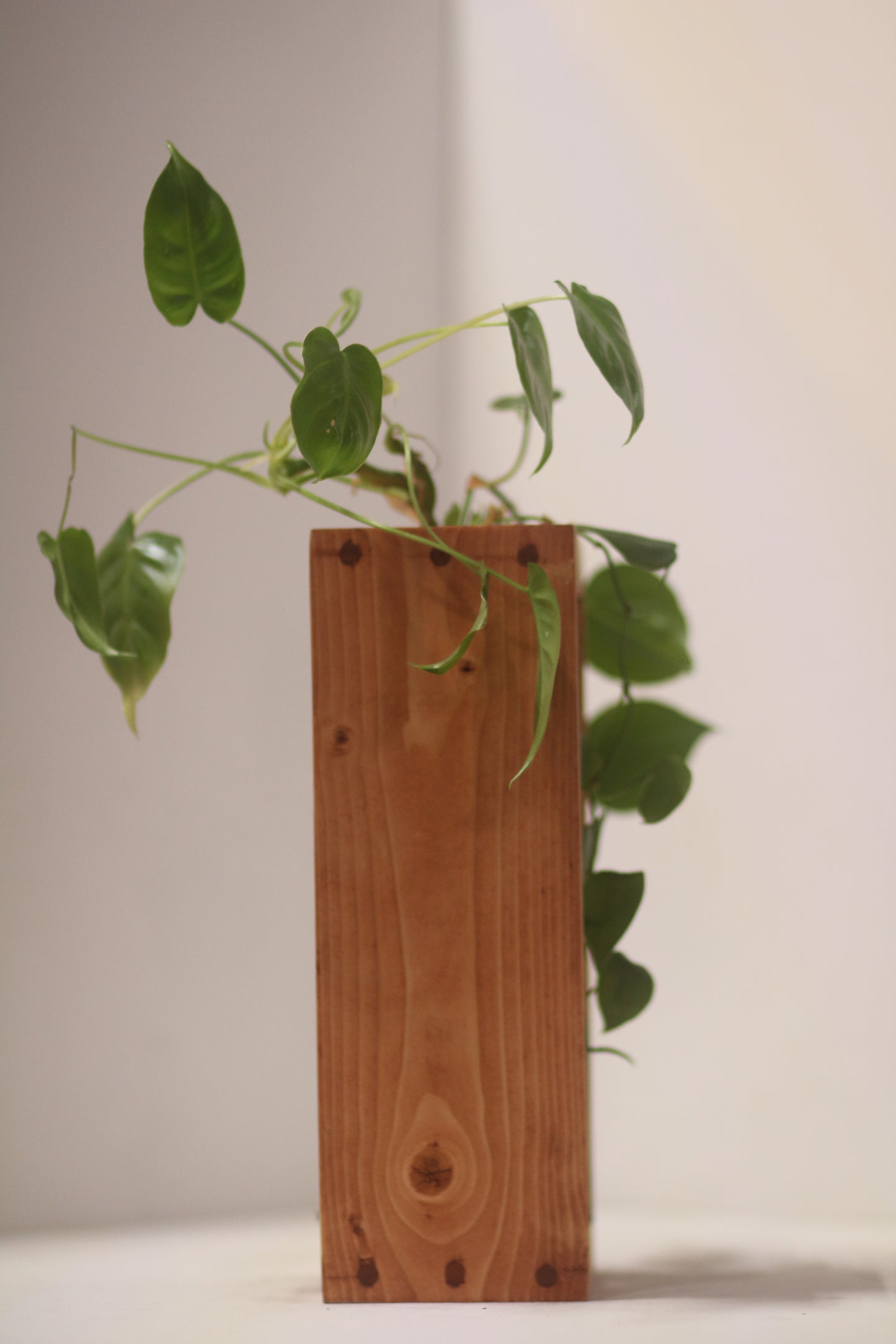 Rabbit Dowel Propagation Station
