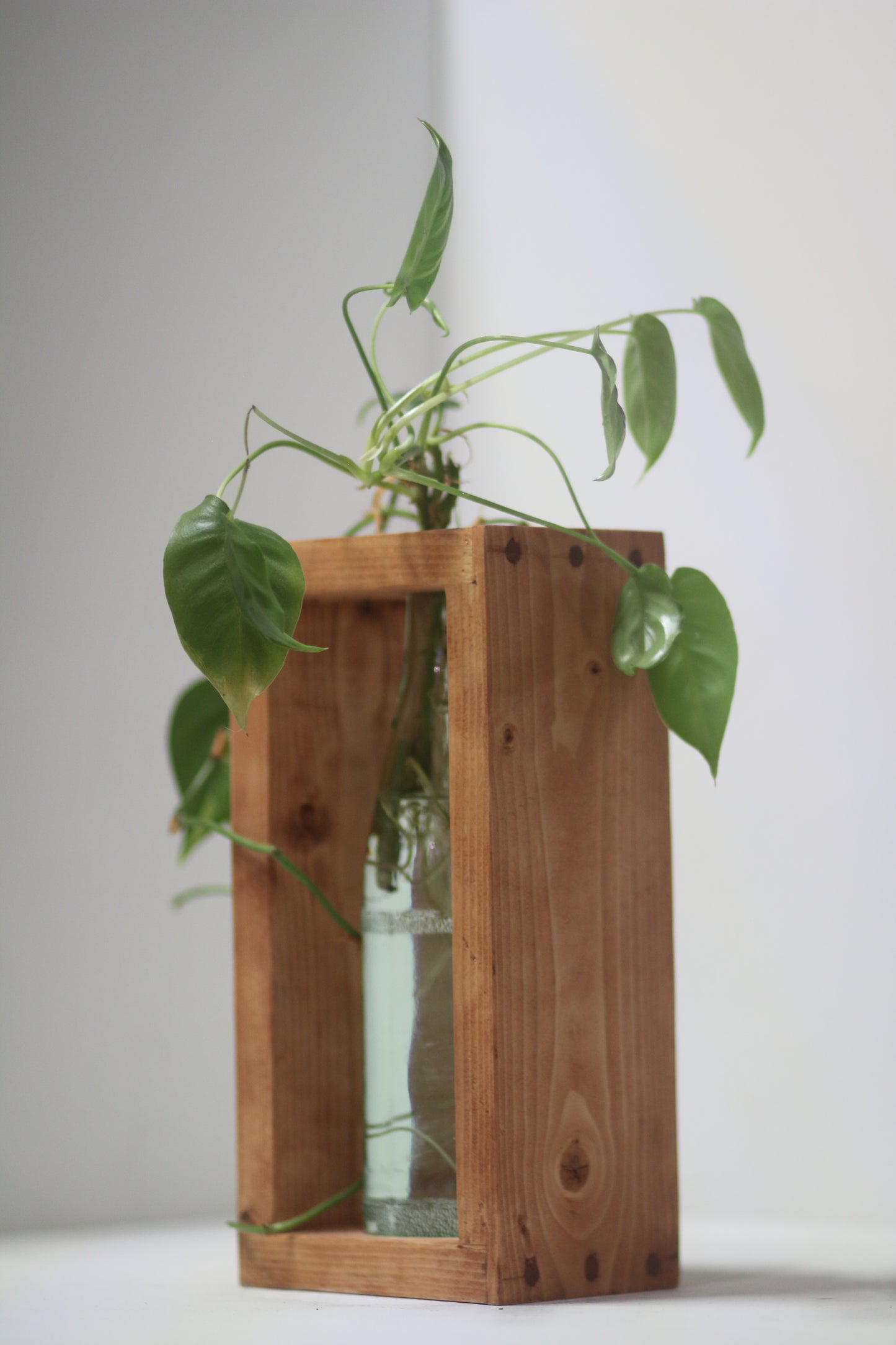 Rabbit Dowel Propagation Station