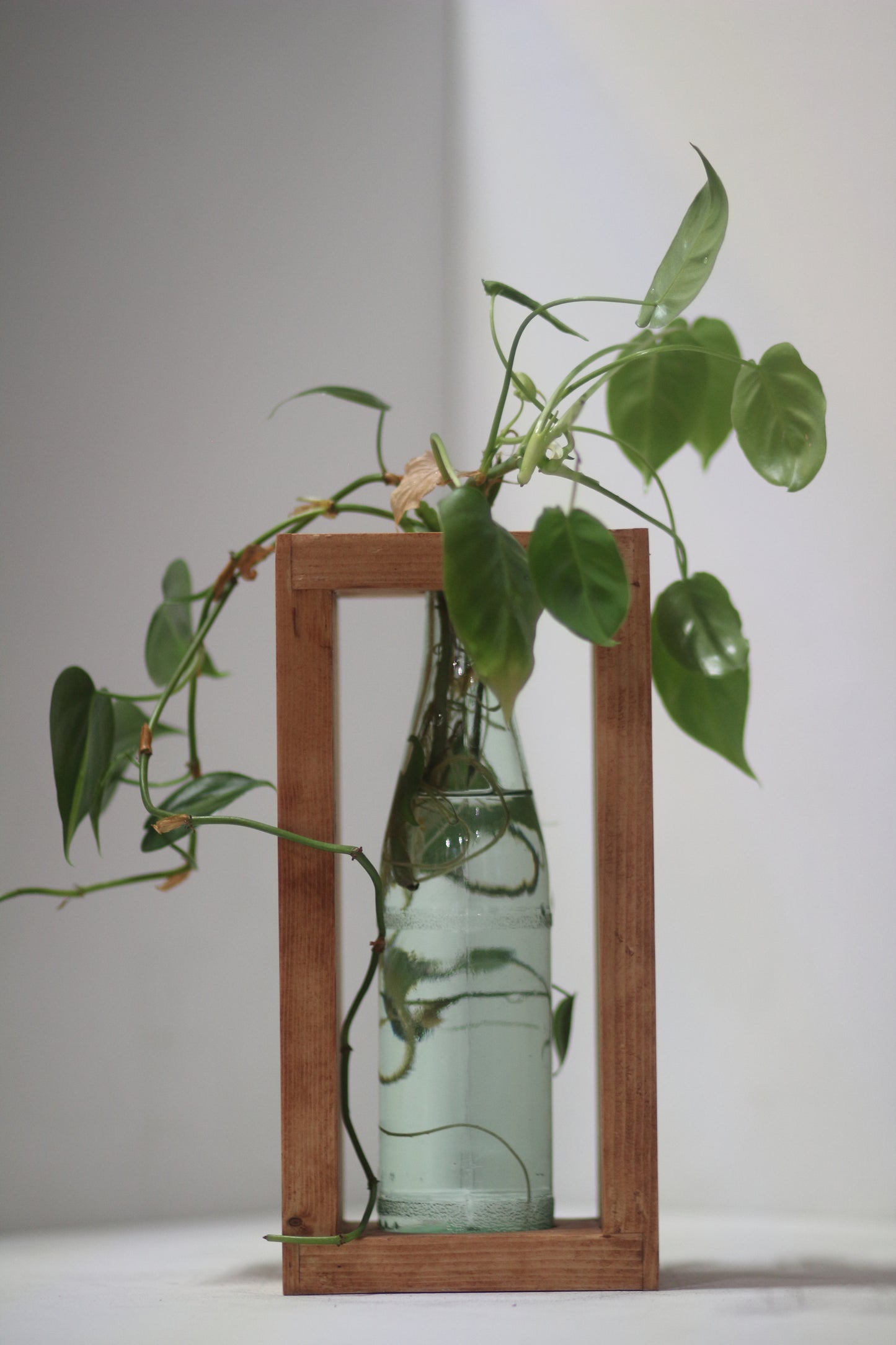 Rabbit Dowel Propagation Station