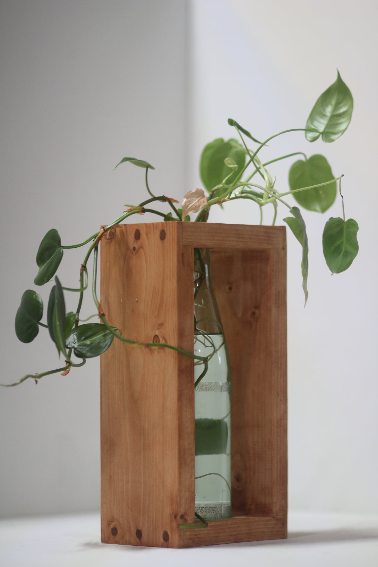 Rabbit Dowel Propagation Station