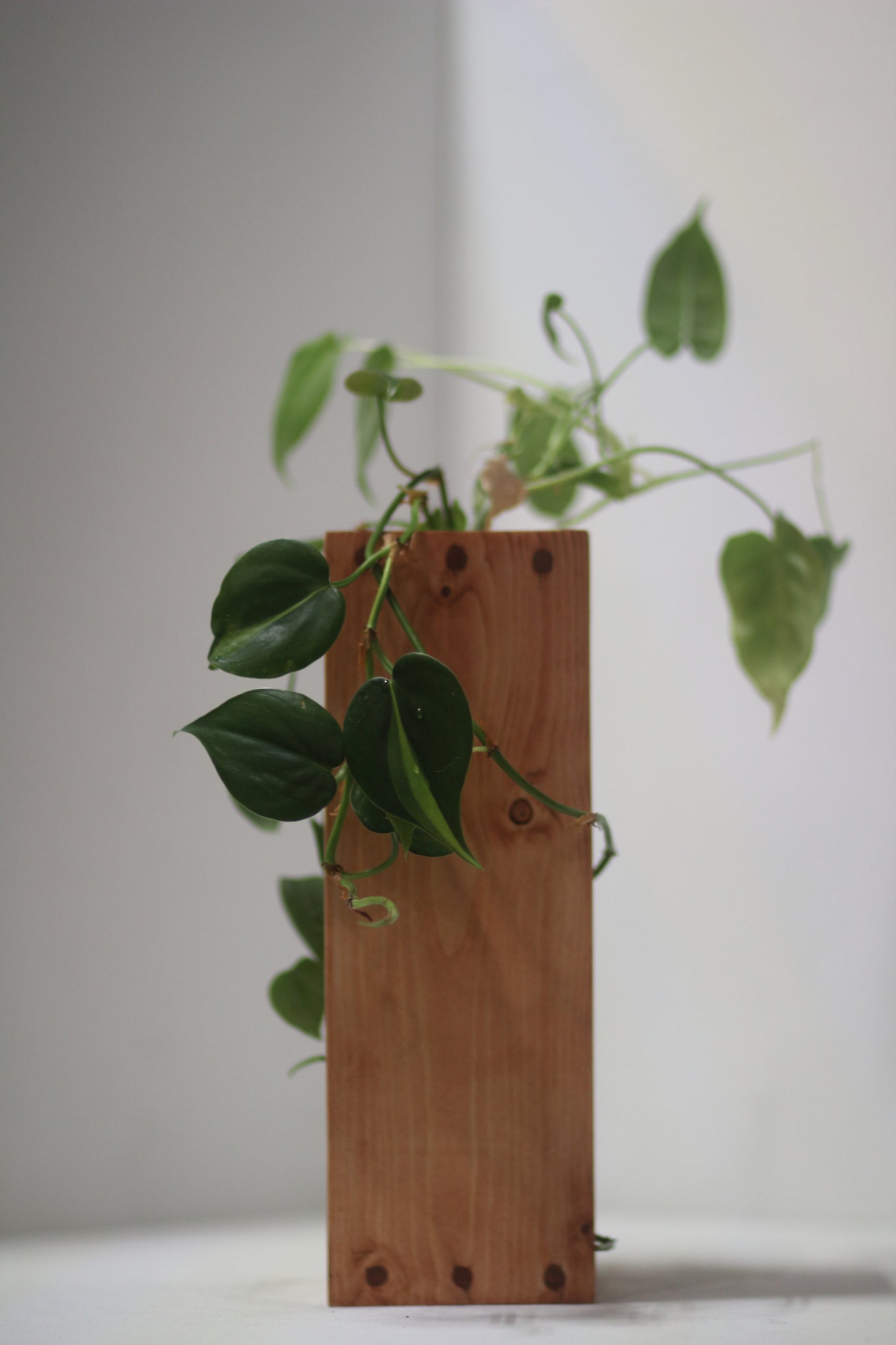 Rabbit Dowel Propagation Station