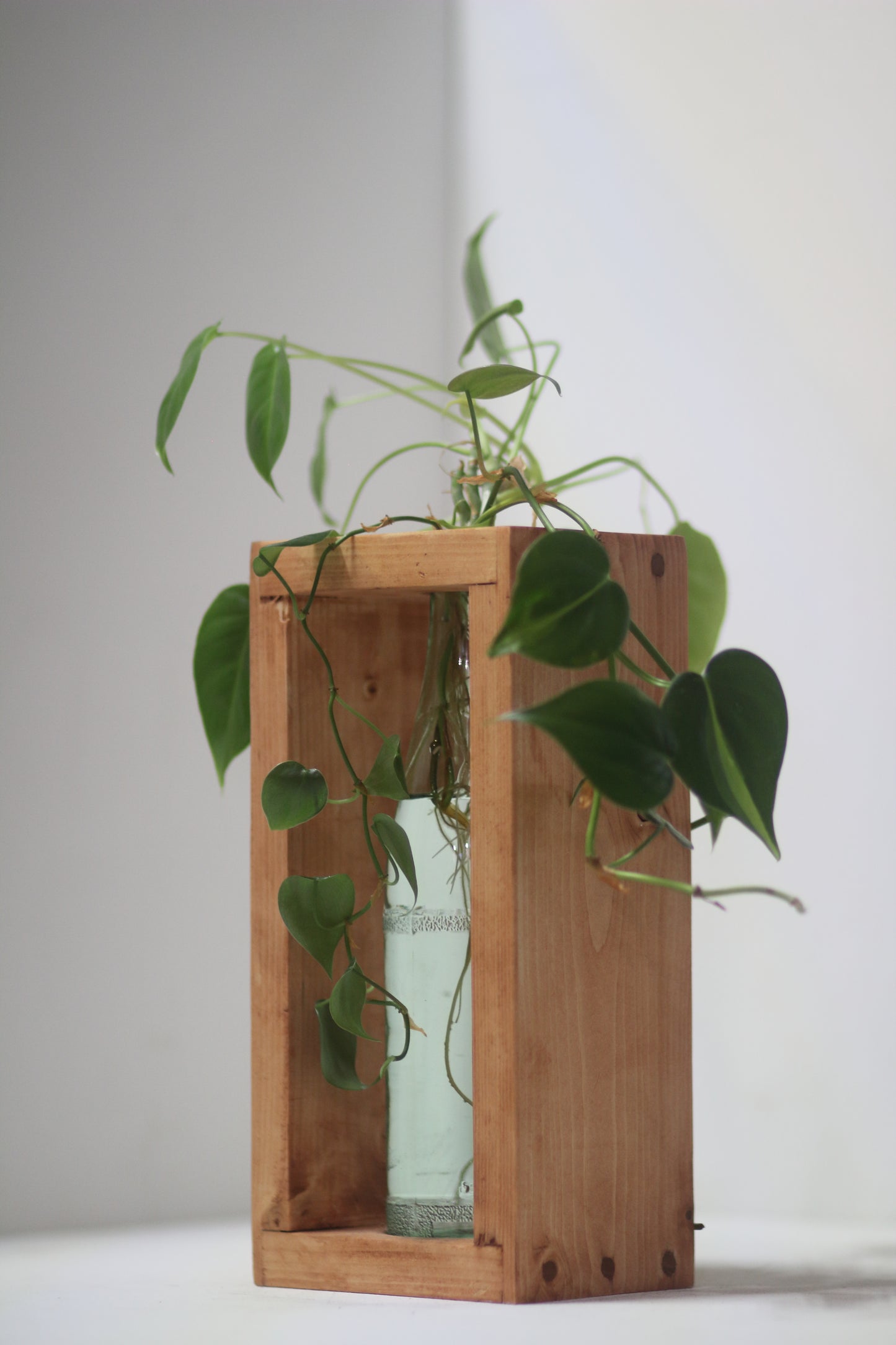 Rabbit Dowel Propagation Station