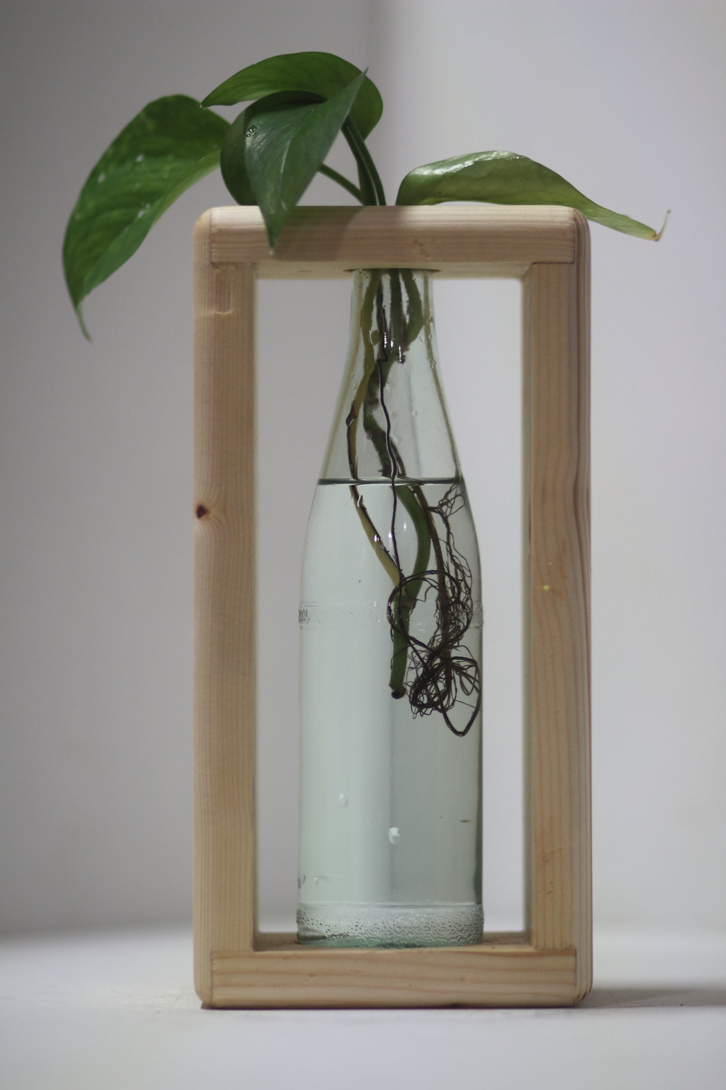 Rounded Rabbit Propagation Station